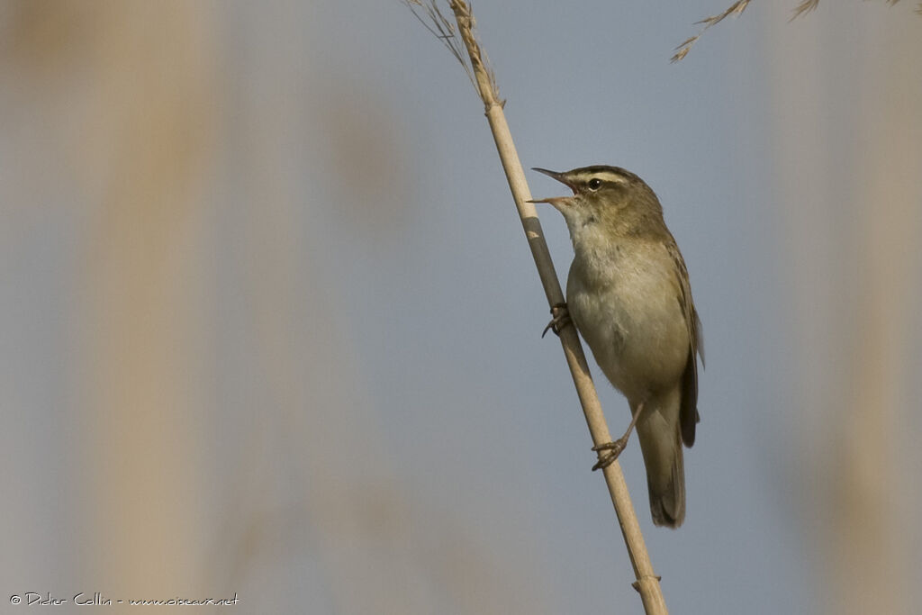 Sedge Warbler, identification