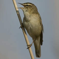 Sedge Warbler