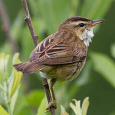 Sedge Warbler