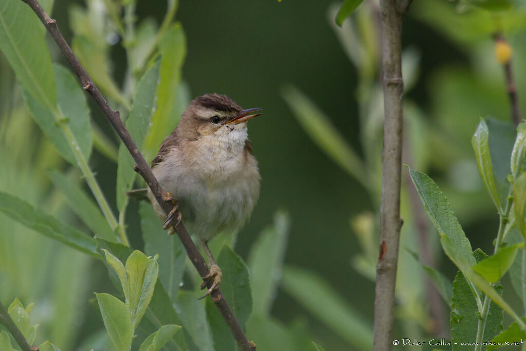 Sedge Warbleradult