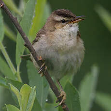 Sedge Warbler