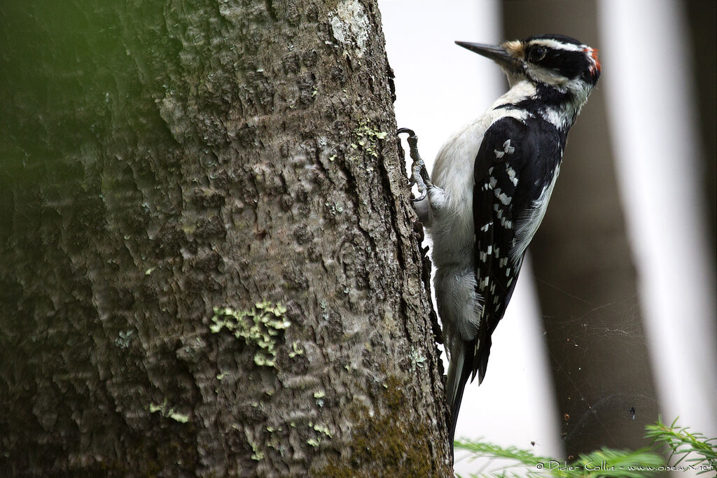 Hairy Woodpecker male adult, identification