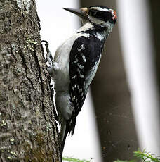 Hairy Woodpecker