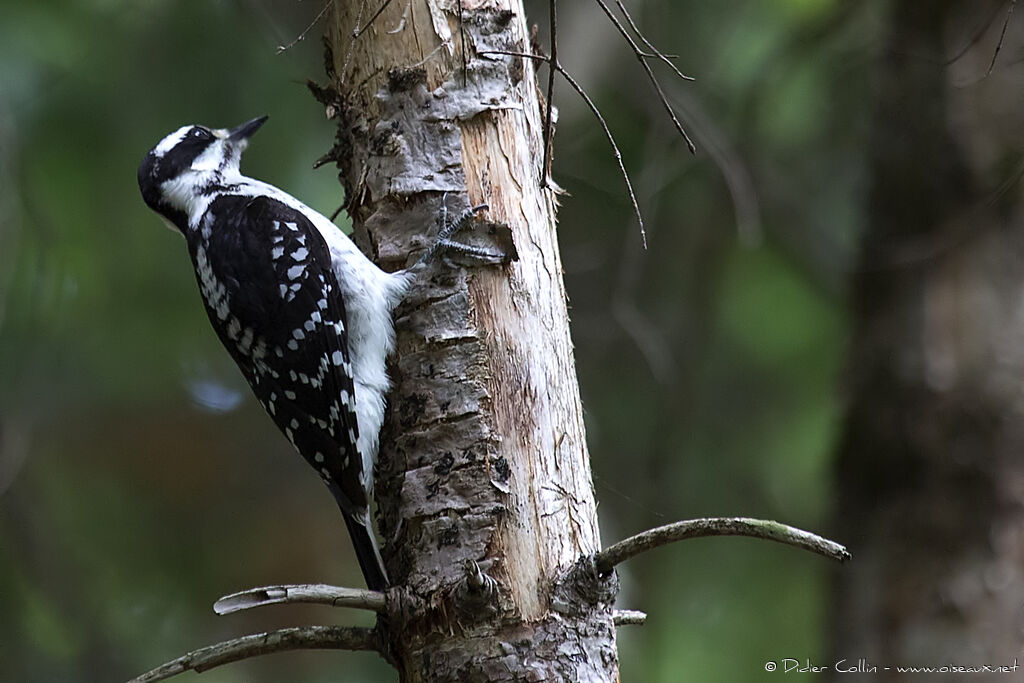 Hairy Woodpecker female adult, identification