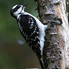 Hairy Woodpecker