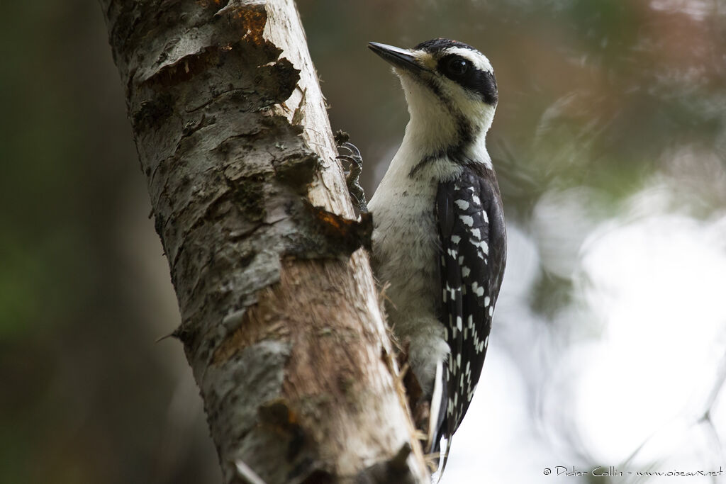 Hairy Woodpeckeradult