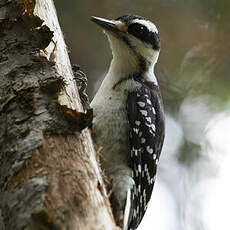 Hairy Woodpecker