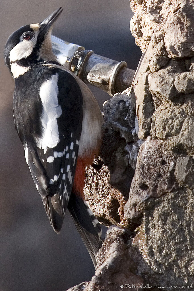Great Spotted Woodpecker (canariensis) female adult