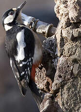 Great Spotted Woodpecker (canariensis)