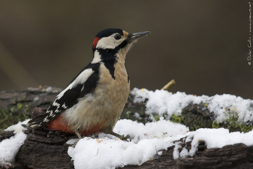 Great Spotted Woodpecker male adult, identification