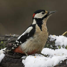 Great Spotted Woodpecker