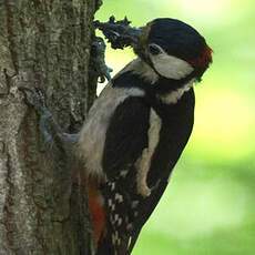 Great Spotted Woodpecker