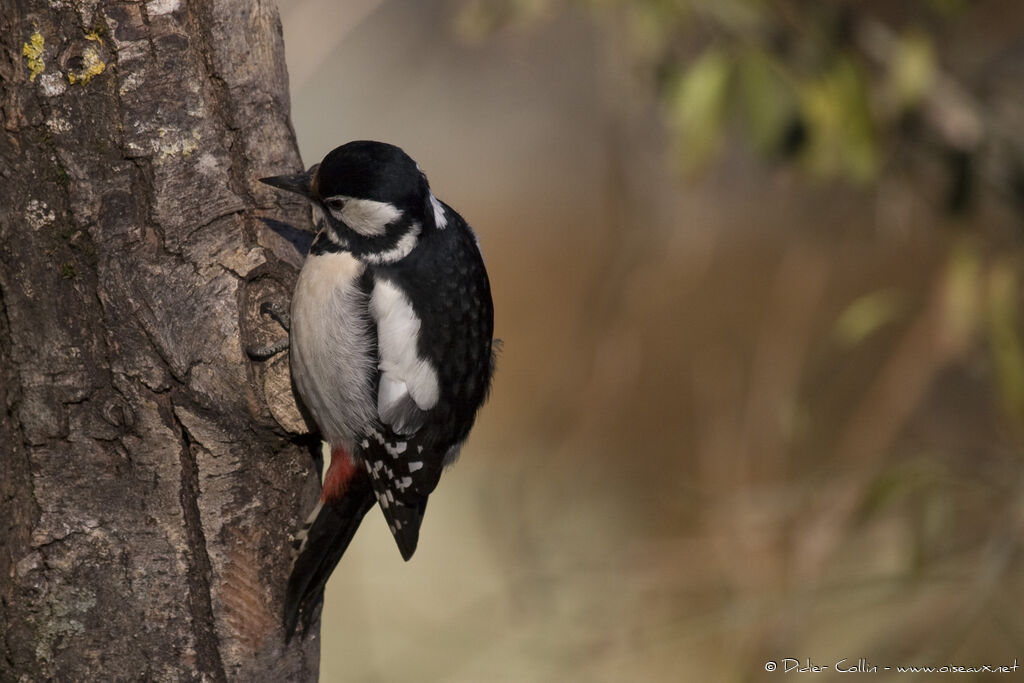 Great Spotted Woodpecker female adult, identification