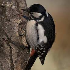 Great Spotted Woodpecker