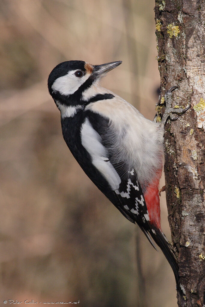 Great Spotted Woodpecker female adult, identification