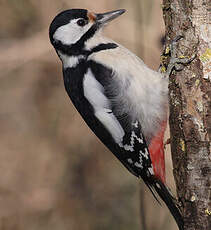 Great Spotted Woodpecker