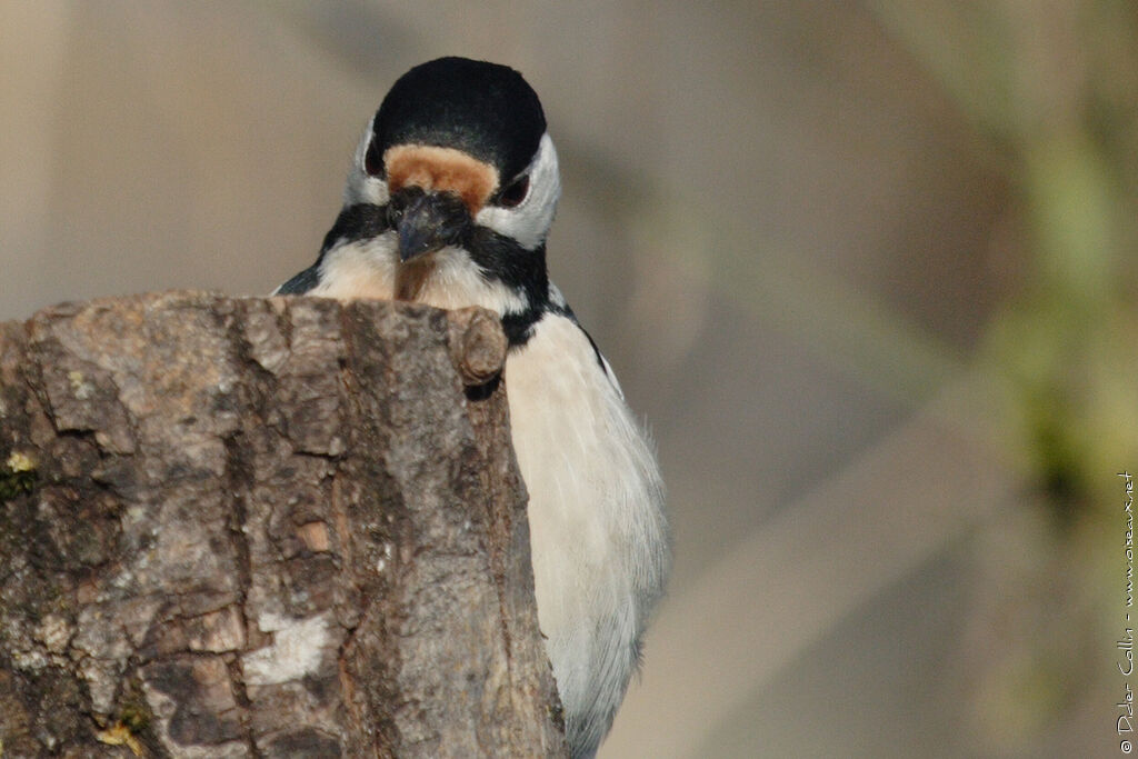 Great Spotted Woodpecker female adult