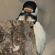 Great Spotted Woodpecker