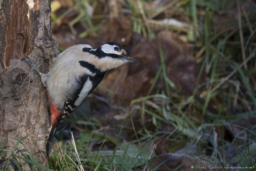 Pic épeiche femelle adulte, identification