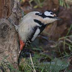 Great Spotted Woodpecker