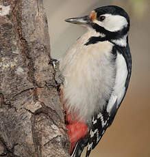 Great Spotted Woodpecker