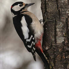 Great Spotted Woodpecker