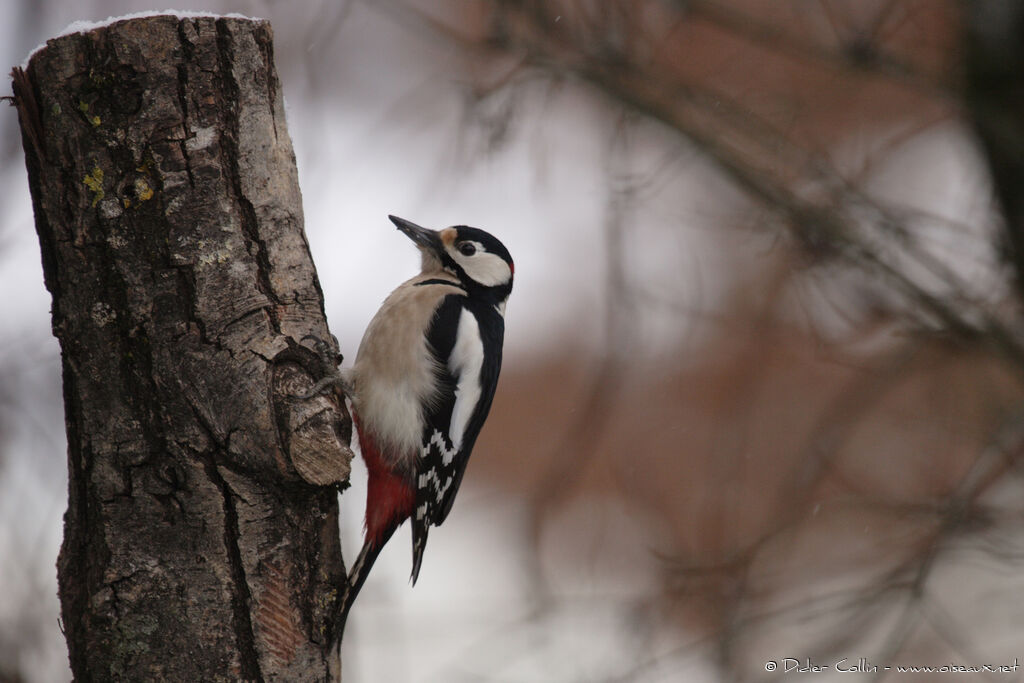 Great Spotted Woodpecker female adult