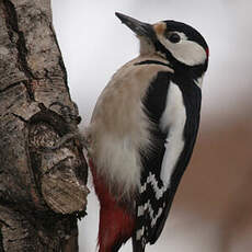 Great Spotted Woodpecker