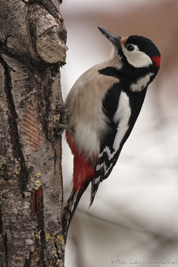 Great Spotted Woodpecker male adult, identification