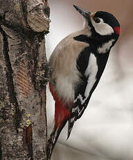 Great Spotted Woodpecker