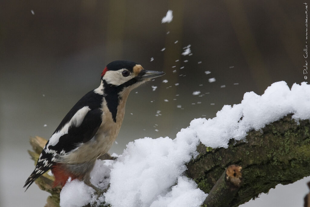 Great Spotted Woodpecker male adult