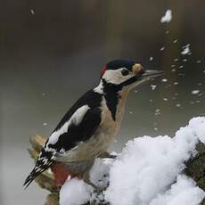 Great Spotted Woodpecker