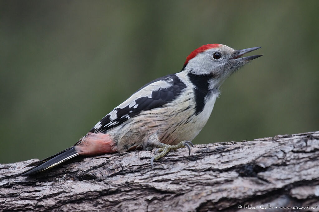 Middle Spotted Woodpeckeradult, identification