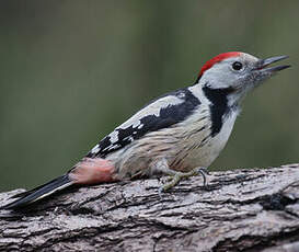 Middle Spotted Woodpecker