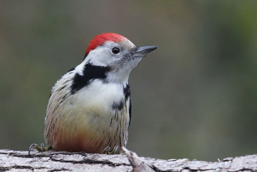 Middle Spotted Woodpecker male adult, pigmentation, Behaviour