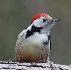 Middle Spotted Woodpecker