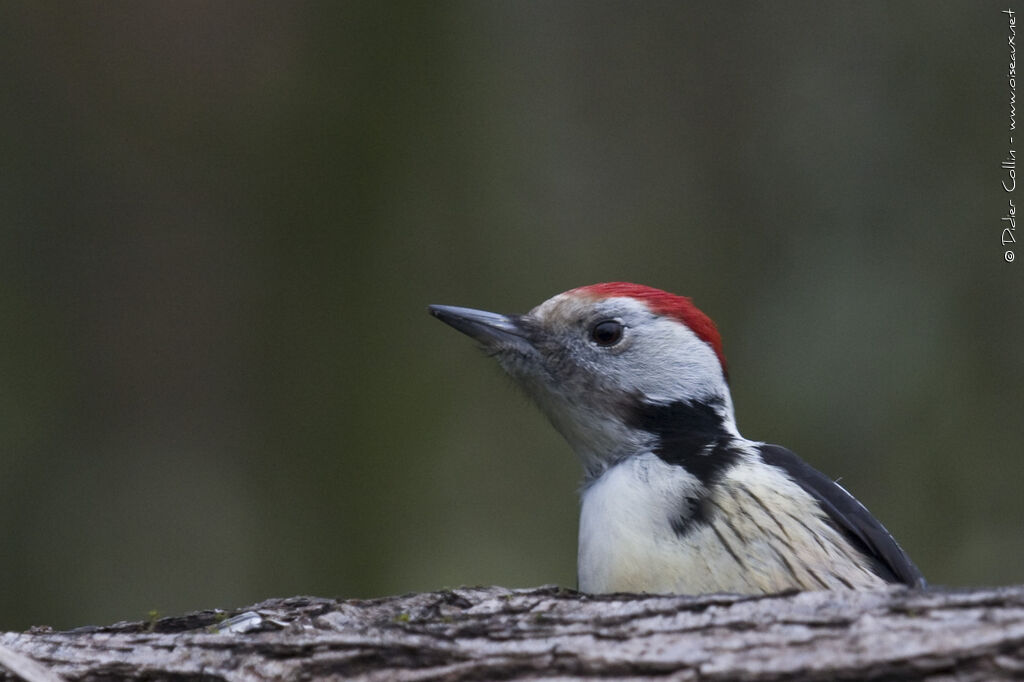 Middle Spotted Woodpecker, identification