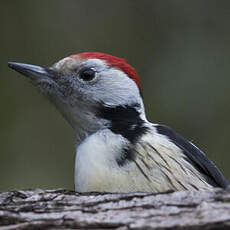 Middle Spotted Woodpecker