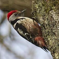 Middle Spotted Woodpecker