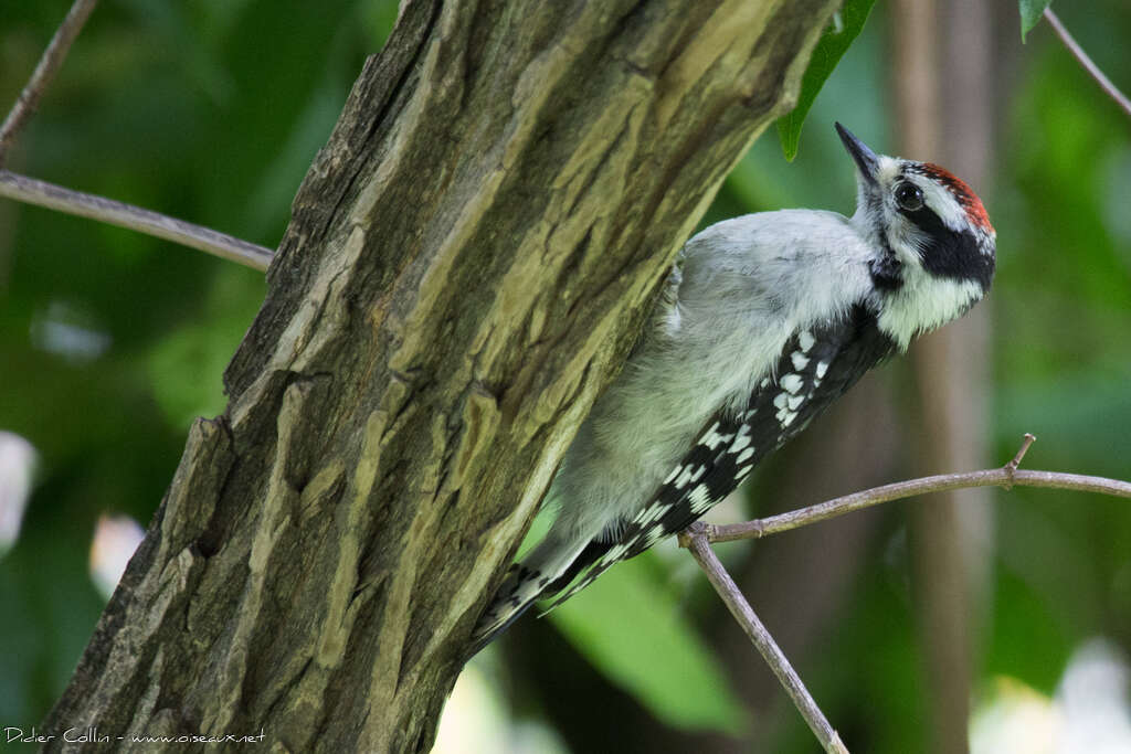 Downy Woodpecker male juvenile, identification