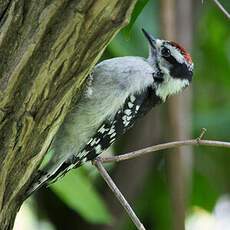 Downy Woodpecker