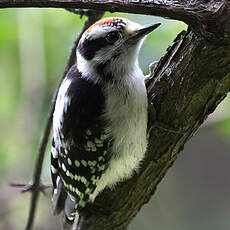 Downy Woodpecker