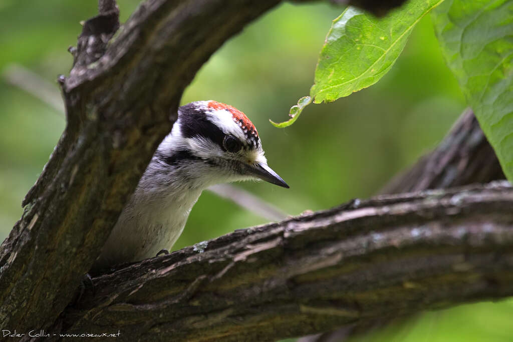 Downy Woodpecker male juvenile, close-up portrait