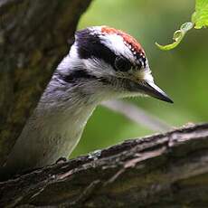 Downy Woodpecker