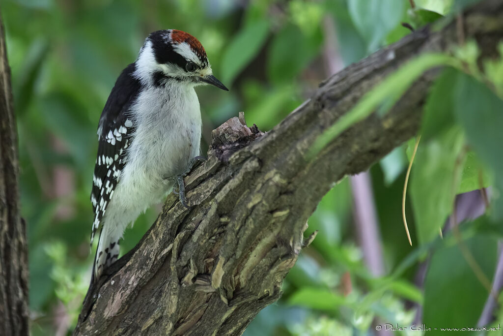 Downy Woodpecker male juvenile, identification