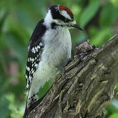 Downy Woodpecker