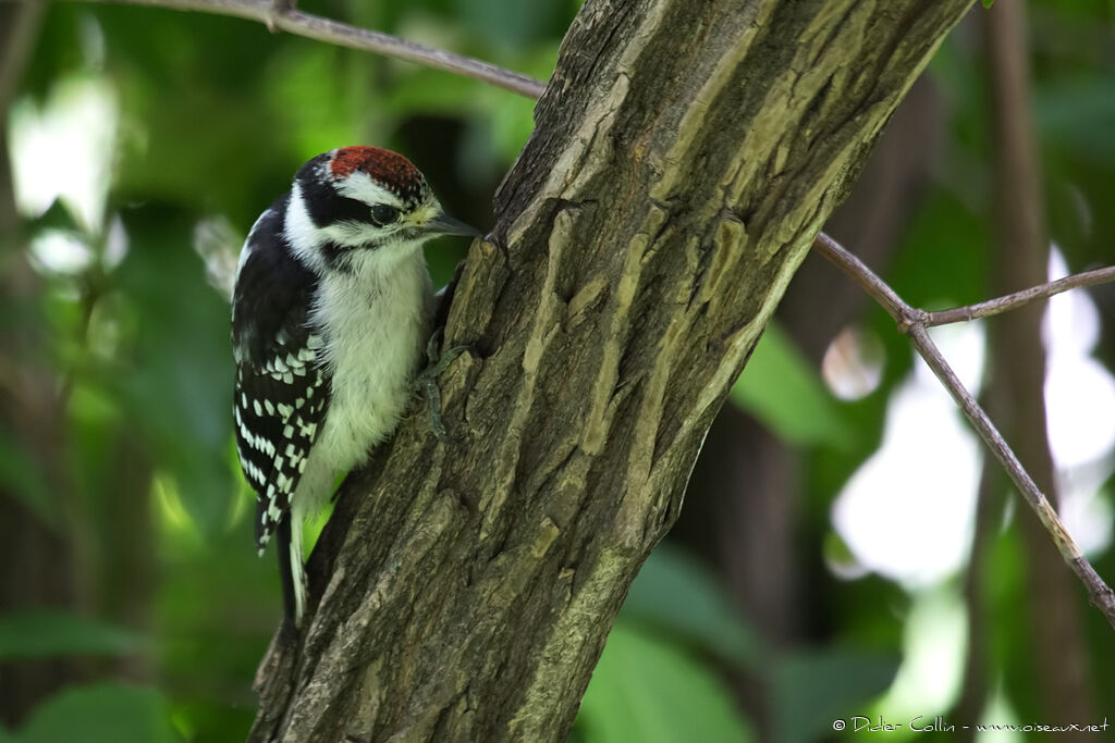 Downy Woodpecker male juvenile, identification