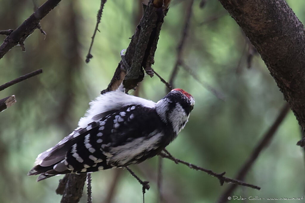 Downy Woodpecker male juvenile