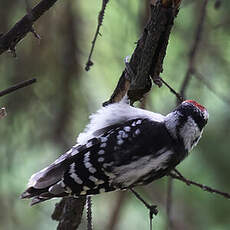 Downy Woodpecker