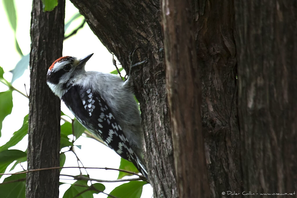 Downy Woodpecker male juvenile, identification